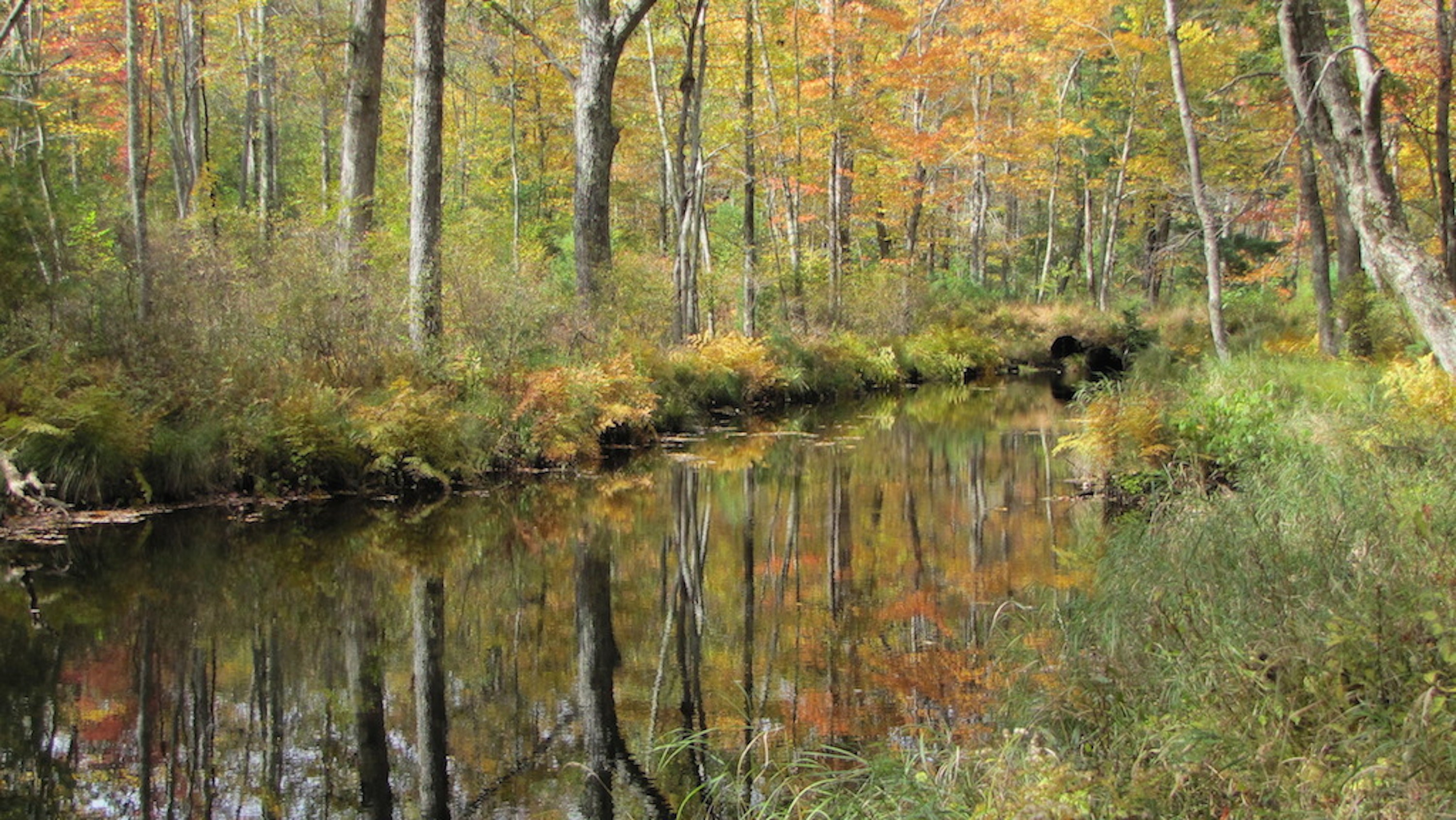 Bright Creek in Fall